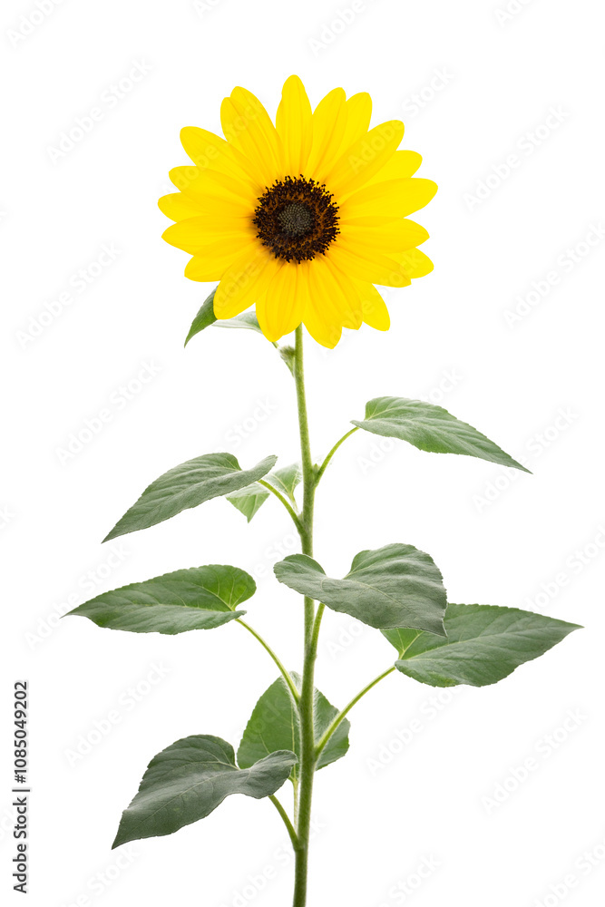 Obraz premium ヒマワリ Helianthus annuus