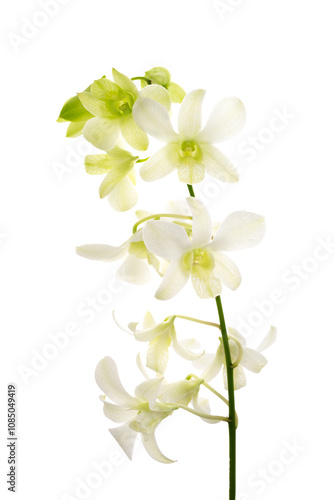 淡緑色のデンファレ