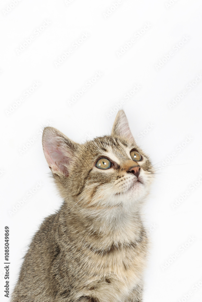 Gray tabby kitten looking up isolated on white Gray tabby kitten looking up isolated on white