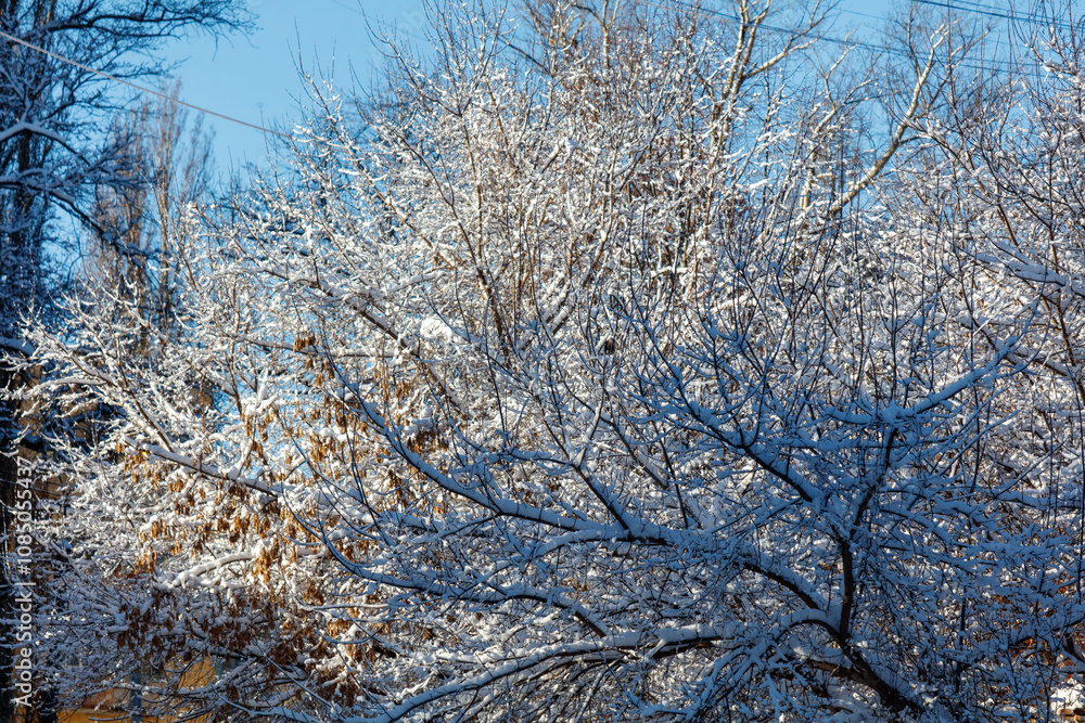 A tree covered in snow with a blue sky in the background A tree covered in snow with a blue sky in the background