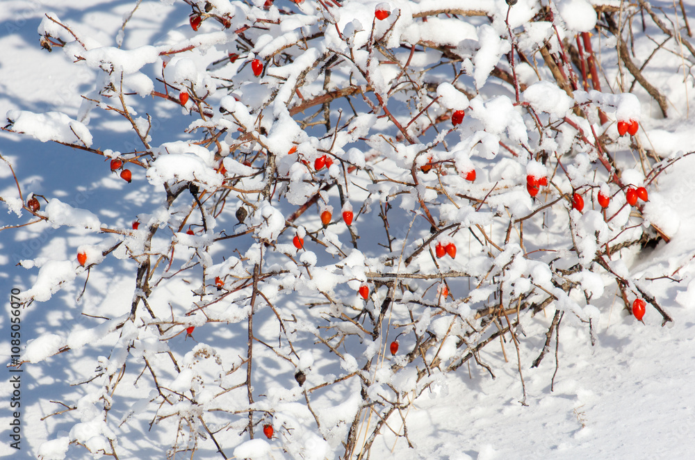 A branch covered in snow and red berries A branch covered in snow and red berries