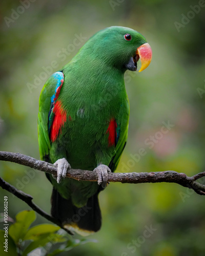 green winged macaw