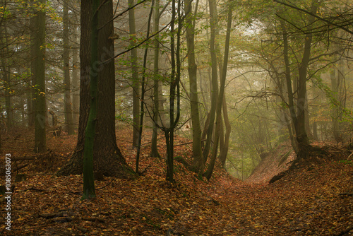 Wallpaper Mural autumn forest in the fog Torontodigital.ca
