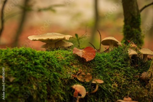 mushroom in the forest