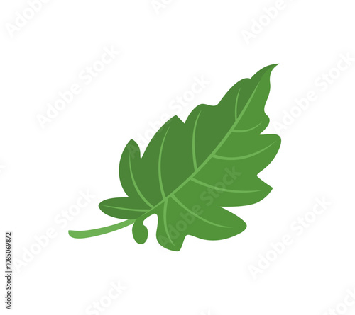 Green tomato leaf isolated on white background. Vector cartoon flat illustration. 