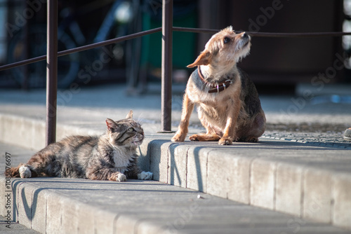 Beautiful mixed breed cat outdoors.