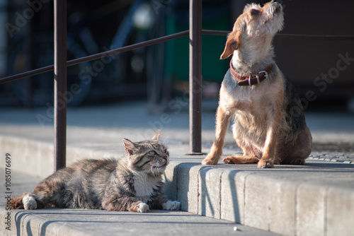 Beautiful mixed breed cat outdoors.