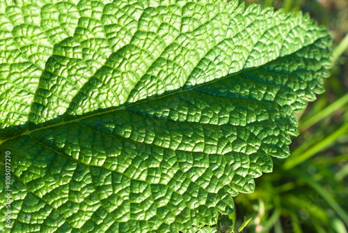 close up of green leaf