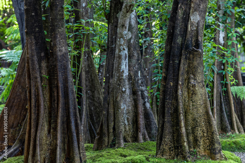 Green moss forest tree wood, Green nature calming summer warm day, Scenic forest of fresh green wood deciduous forest tree moss, Tree and moss woodland.