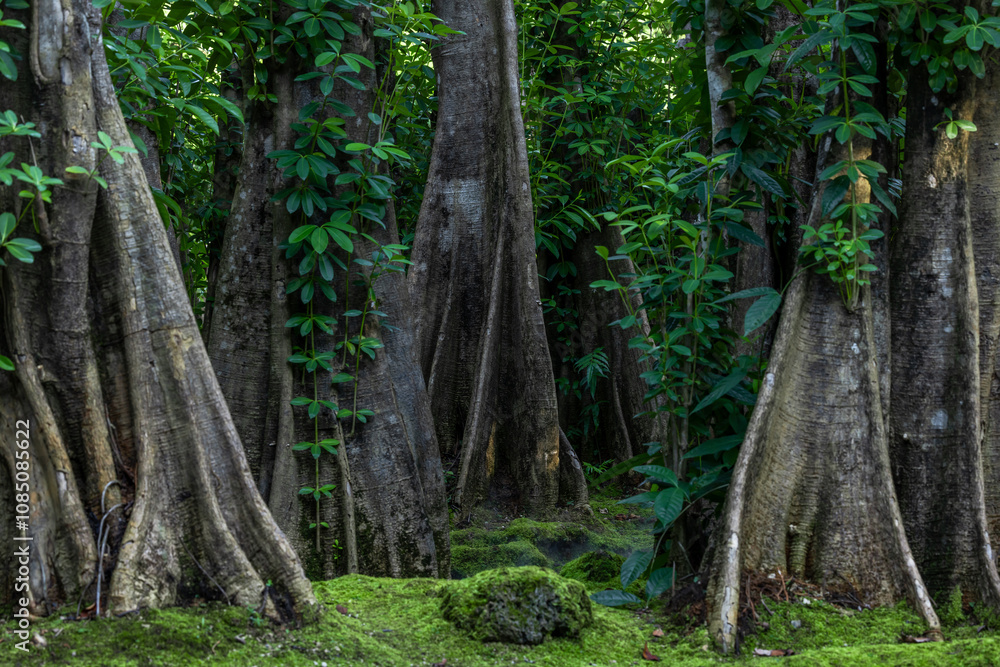 Green moss forest tree wood, Green nature calming summer warm day, Scenic forest of fresh green wood deciduous forest tree moss, Tree and moss woodland. Green moss forest tree wood, Green nature calming summer warm day, Scenic forest of fresh green wood deciduous forest tree moss, Tree and moss woodland.