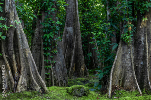 Green moss forest tree wood, Green nature calming summer warm day, Scenic forest of fresh green wood deciduous forest tree moss, Tree and moss woodland.