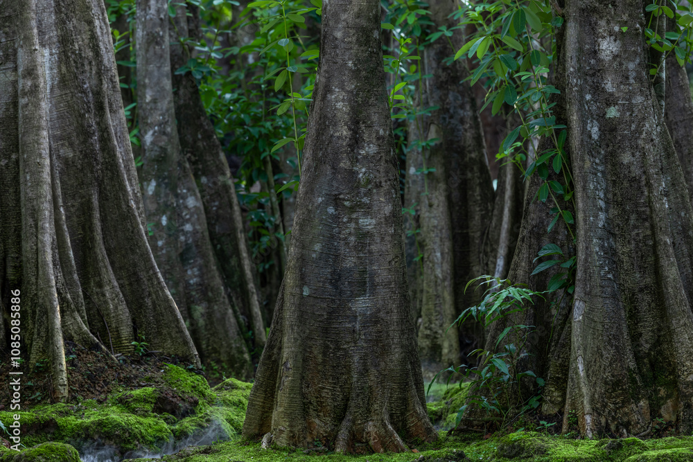 Green moss forest tree wood, Green nature calming summer warm day, Scenic forest of fresh green wood deciduous forest tree moss, Tree and moss woodland. Green moss forest tree wood, Green nature calming summer warm day, Scenic forest of fresh green wood deciduous forest tree moss, Tree and moss woodland.