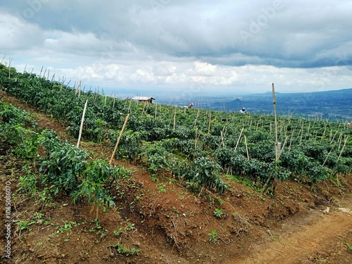 view of green chili fields in the hills in Batu, Indonesia photo