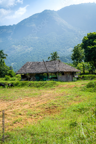 Kollengode, a small hamlet in the Palakkad district of Kerala, is known for its picturesque landscape, which is dominated by lush green stretches of paddy fields. photo