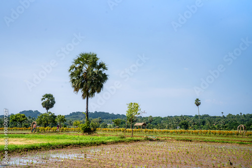 Kollengode, a small hamlet in the Palakkad district of Kerala, is known for its picturesque landscape, which is dominated by lush green stretches of paddy fields. photo