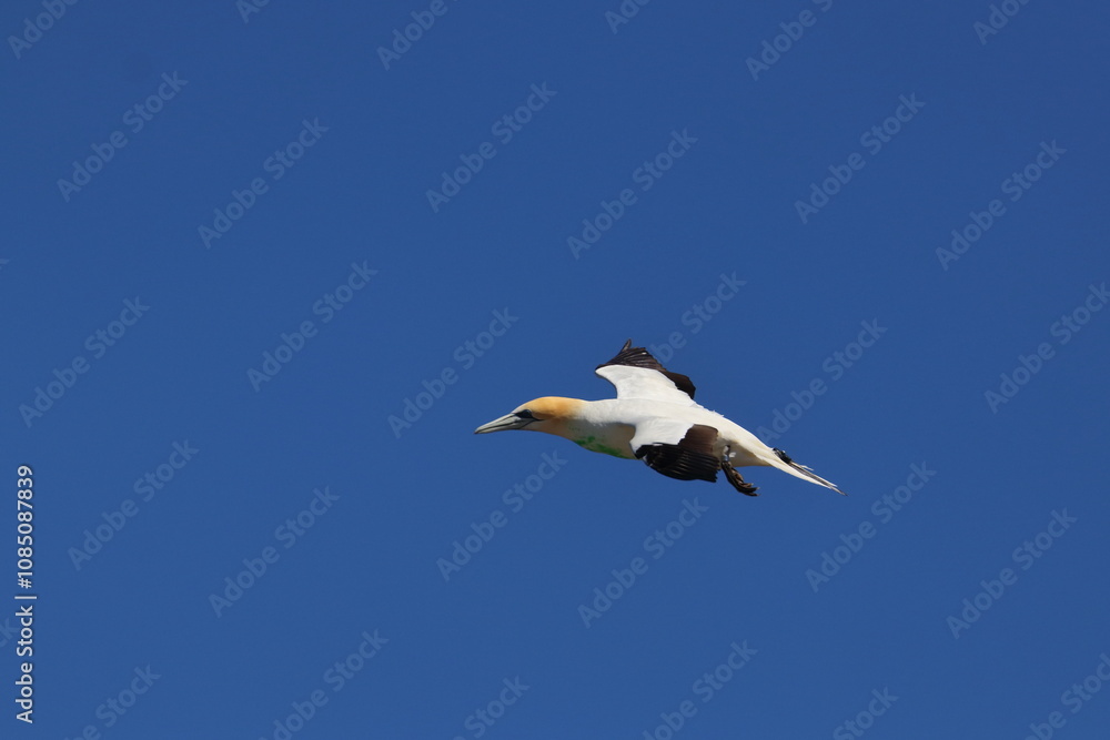 point danger gannet point danger gannet
