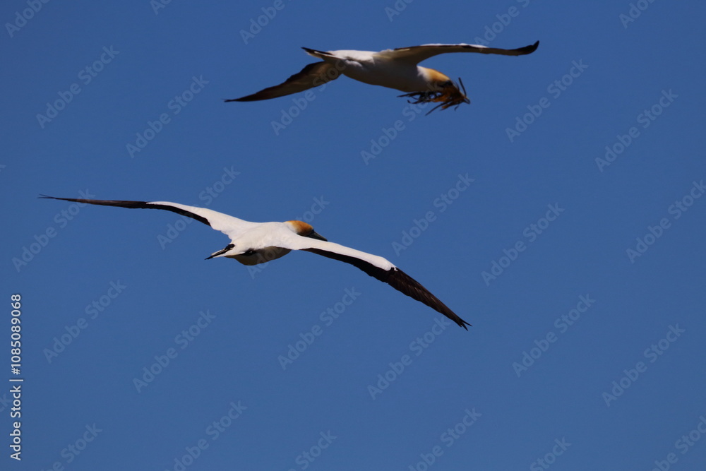 Obraz premium point danger gannet