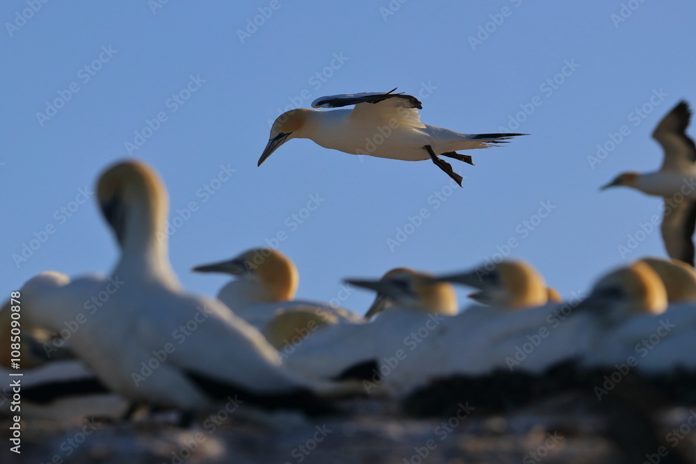 Fototapeta premium point danger gannet