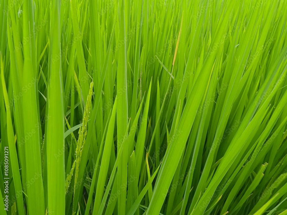 green grass background green grass background