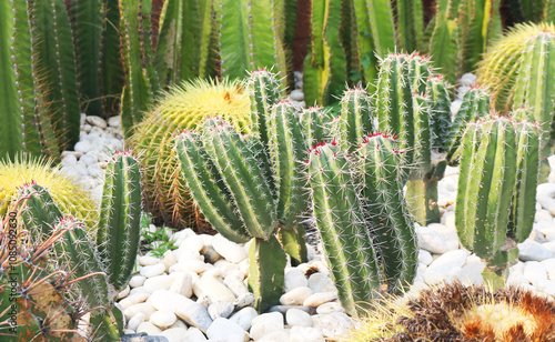 Cactus plant outdoor background. 