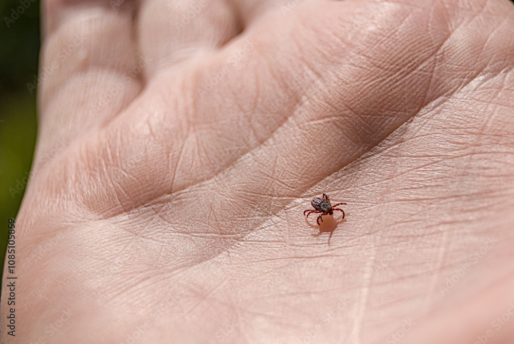 The tick Ixodes ricinus crawling on human skin. Encephalitis tick. The tick Ixodes ricinus crawling on human skin. Encephalitis tick.