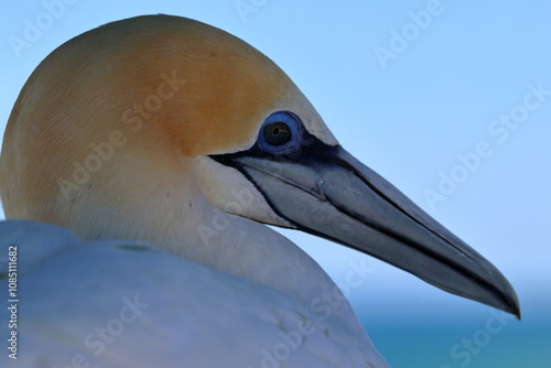 Cuadro en lienzo australasian gannet