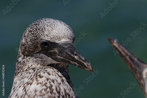 australasian gannet photo