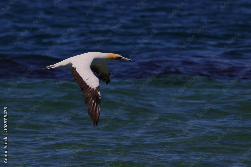 Obraz premium australasian gannet