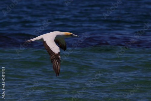 australasian gannet photo