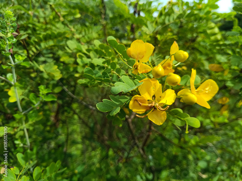 Closeup shots of Senna auriculata flowers, It is commonly known by its local names matura tea tree, avaram or ranawara photo