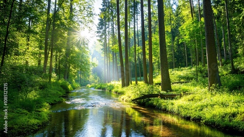 A serene forest scene featuring tall trees  lush greenery  and a tranquil stream reflecting sunlight through the leaves.