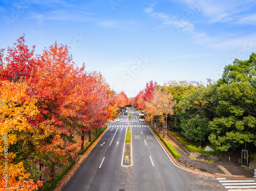 郊外の住宅地　紅葉の生活道路