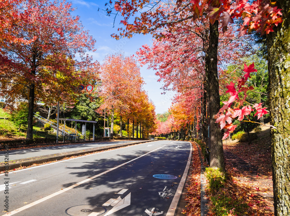 郊外の住宅地 紅葉の生活道路