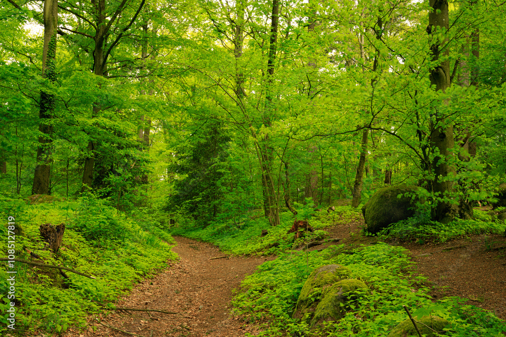 Obraz premium greenery in the Odenwald forests