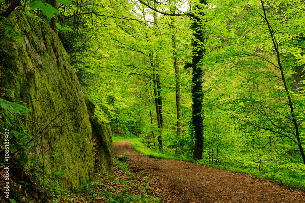 Fototapeta premium greenery in the Odenwald forests