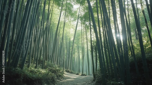 Sunlit Pathway Through Lush Bamboo Forest