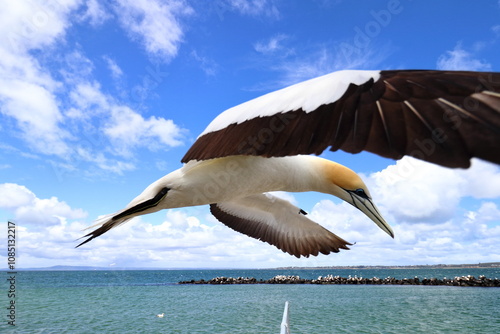 australasian gannet
