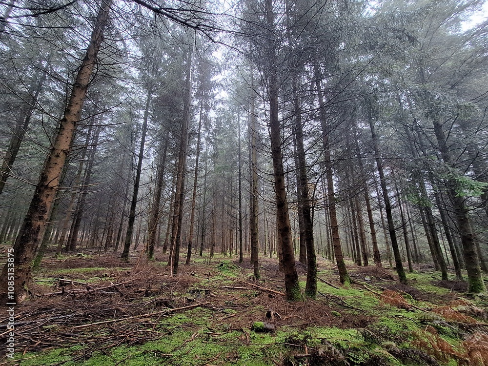 Fototapeta premium Ardennen
