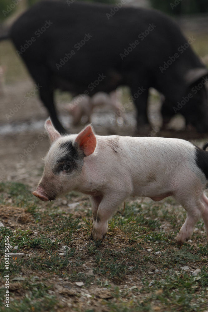 An absolutely adorable little piglet happily frolicking in a beautiful pasture with other pigs An absolutely adorable little piglet happily frolicking in a beautiful pasture with other pigs