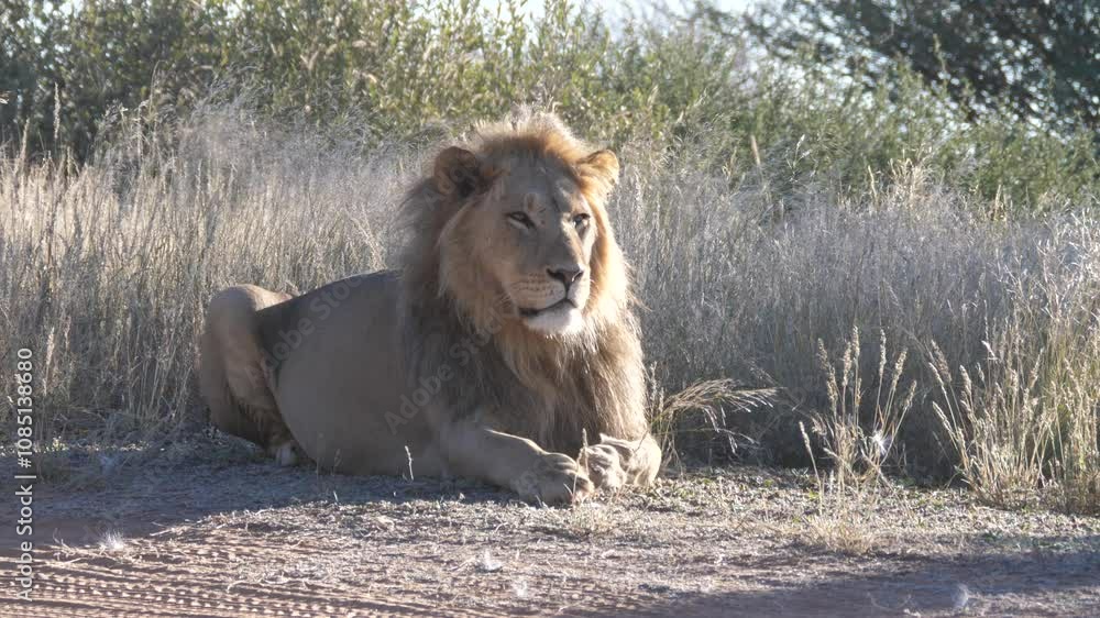 Male lion laying next to a dirt road at Kgalagadi Transfrontier Park in Botswana Male lion laying next to a dirt road at Kgalagadi Transfrontier Park in Botswana