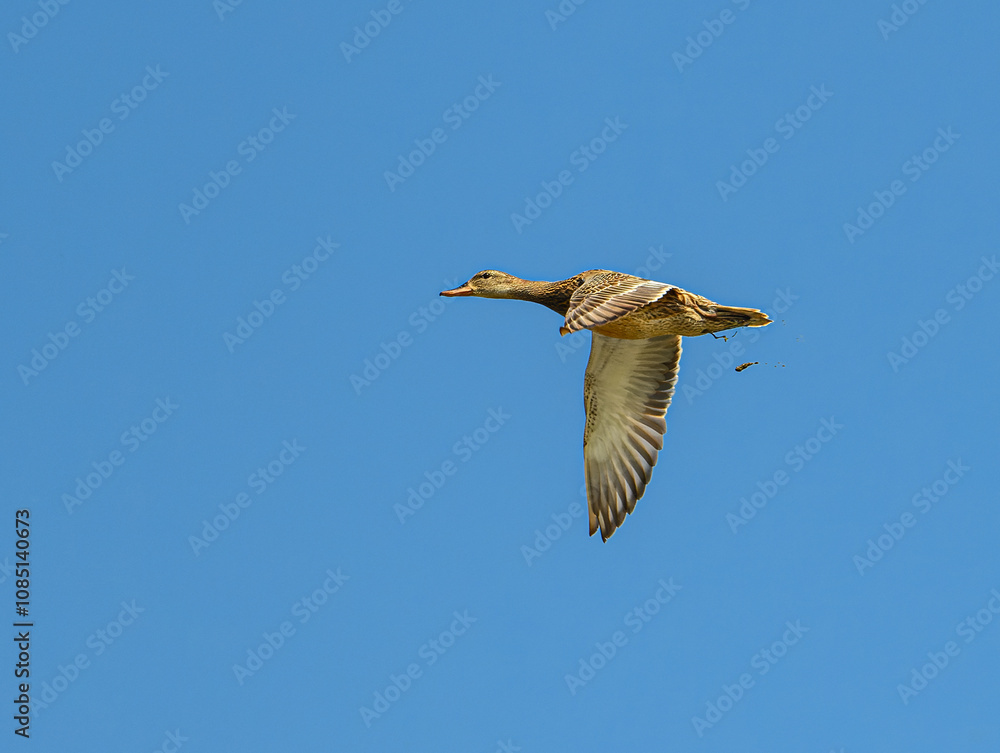 Obraz premium mallard wild duck (Anas platyrhynchos) female flying