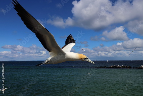 Photography australasian gannet