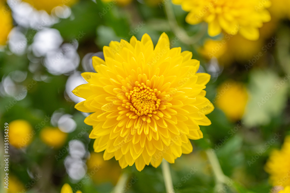 Yellow chrysanthemums in the park Yellow chrysanthemums in the park