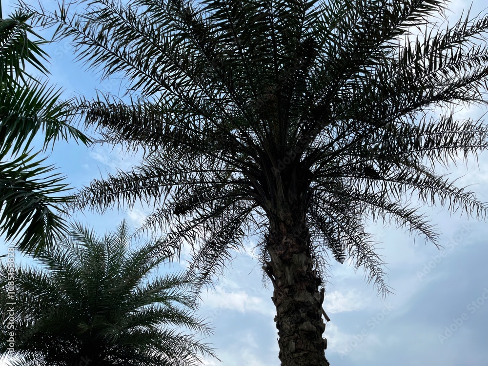 Obraz premium A view of palm trees against a cloudy sky, showcasing natural beauty and tranquility.
