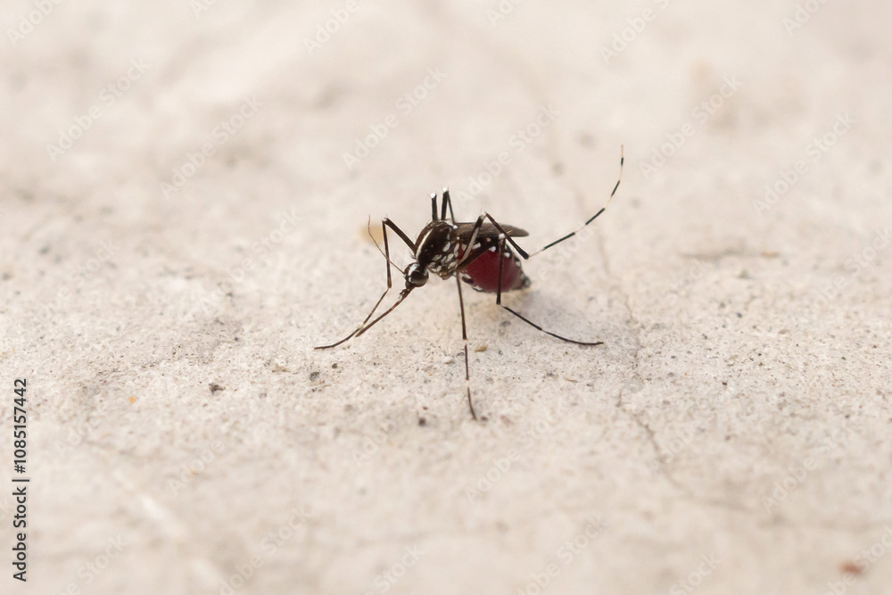 Aedes aegypti mosquitoes on concrete floor Aedes aegypti mosquitoes on concrete floor