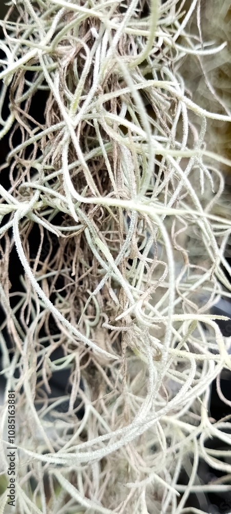 close up of Tillandsia usneoides plants close up of Tillandsia usneoides plants