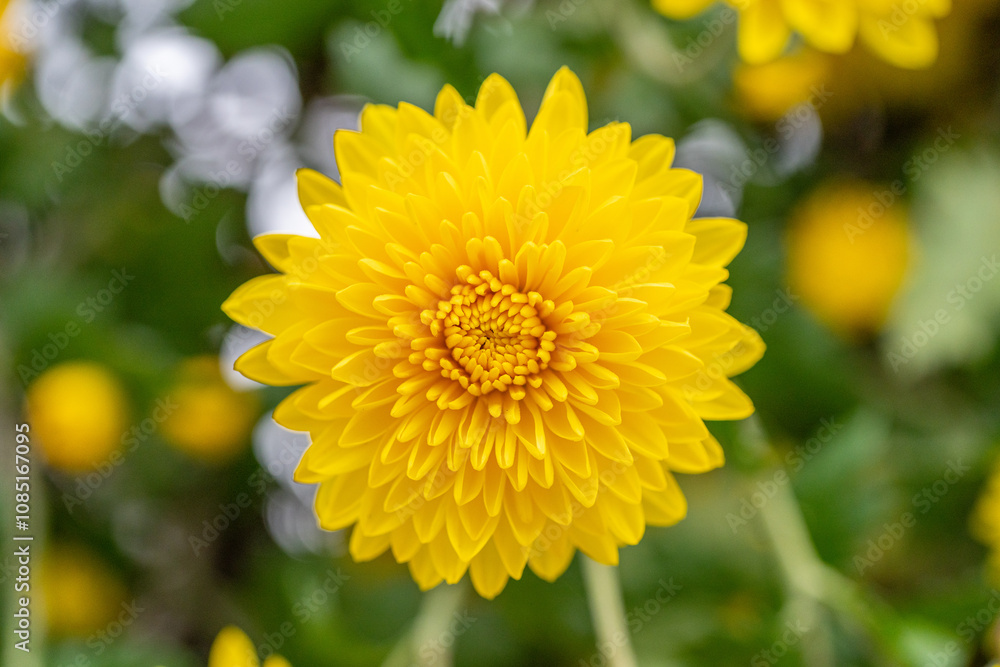 Yellow chrysanthemums in the park Yellow chrysanthemums in the park