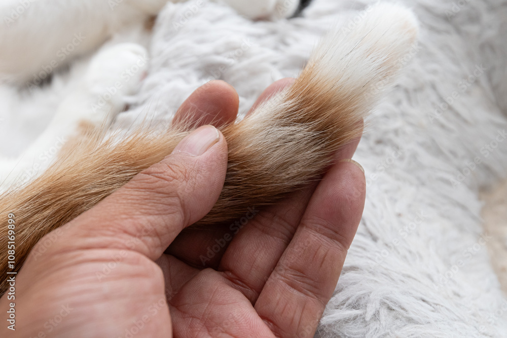 可愛い猫のしっぽを触る 茶トラ白 可愛い猫のしっぽを触る 茶トラ白