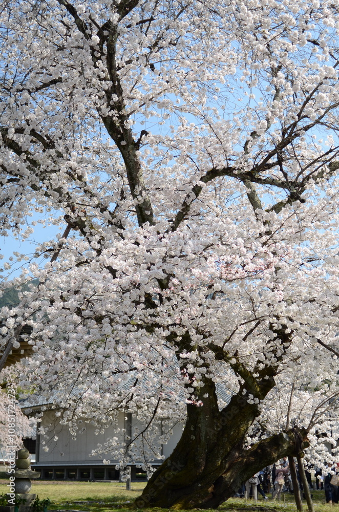 【京都】醍醐寺の桜