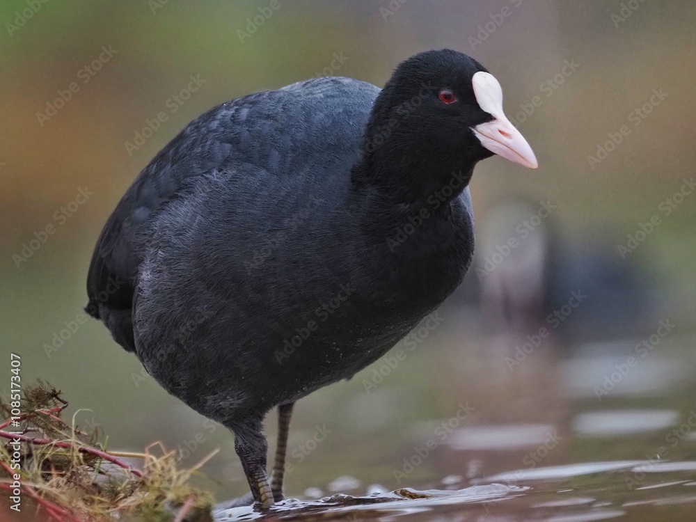 Eurasian Coot (Fulica atra) Black watter bird Eurasian Coot (Fulica atra) Black watter bird